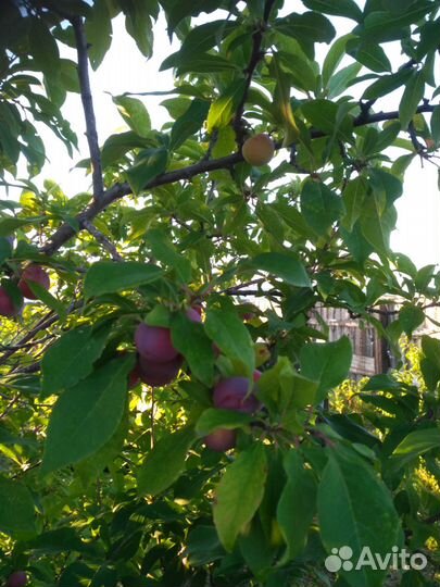 Саженцы Сливы