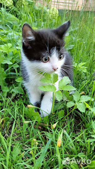 Котёнок в добрые руки