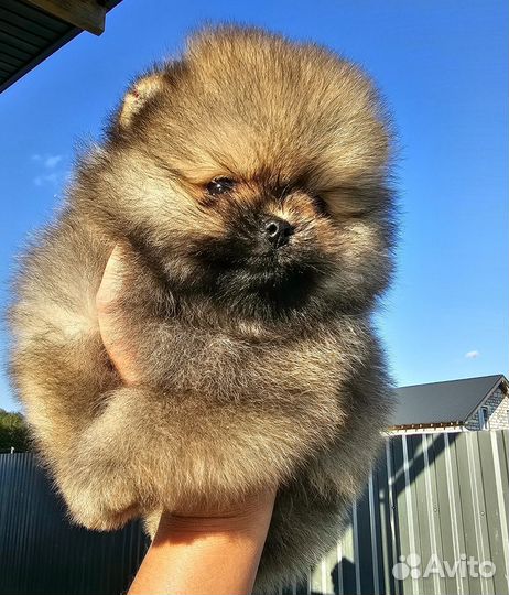 Померанский шпиц щенки