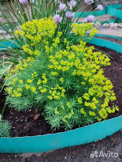 Многолетние цветы для сада