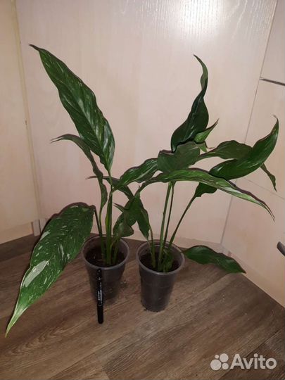 Спатифиллумы сортовые