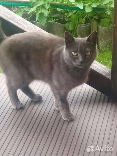 Кошки