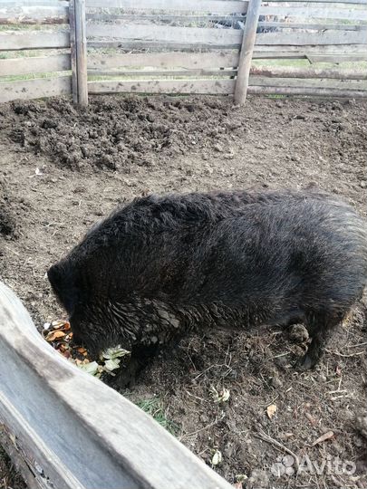 Дикий кабан