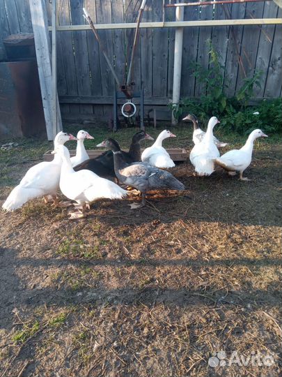 Индоутки,петухи