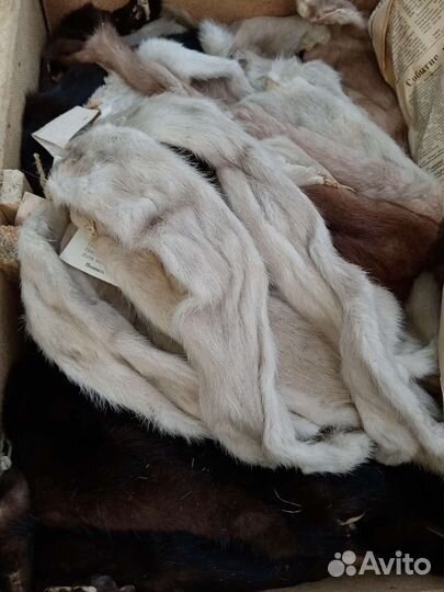 Шкурки животных