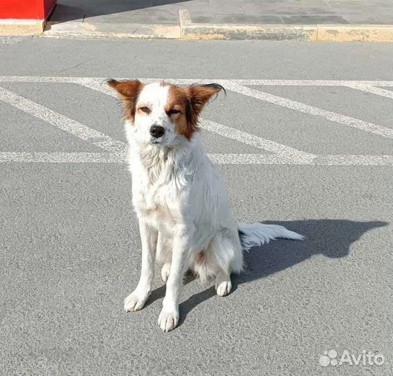 Собака Белка