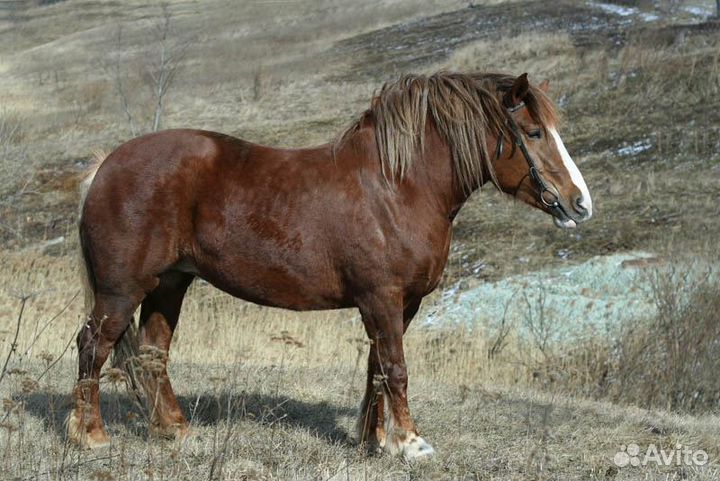 Продам конский навоз