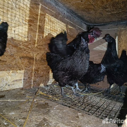 Инкубационное яйцо виандот,амераукан, лакеданзи