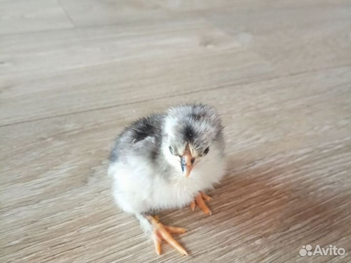 Суточные цыплята от своих рабочих куриц