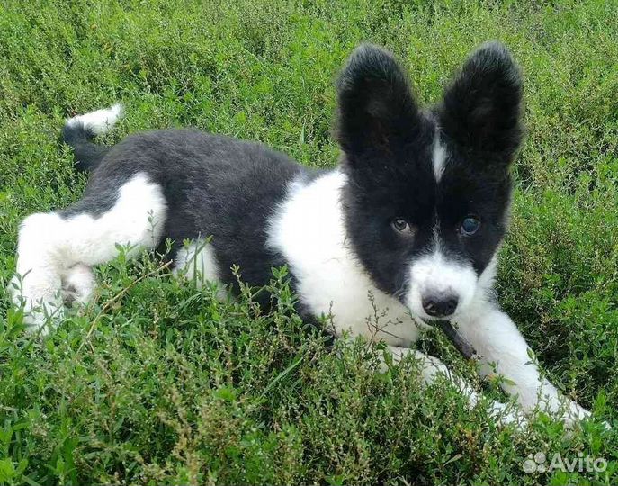 Щенки особые