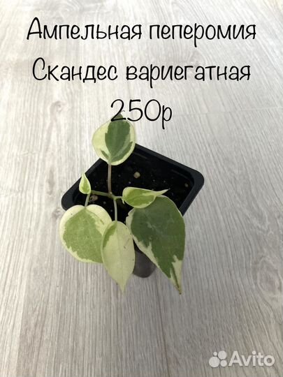 Шефлера пеперомия каладиум монстера