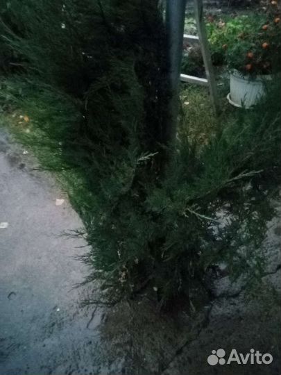 Можжевельник