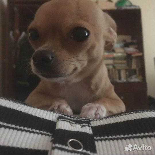 Вязка чихуахуа девочка