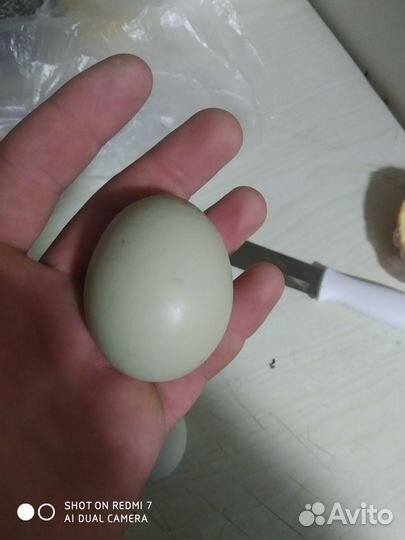 Домашние куриные яйца на инкубацию