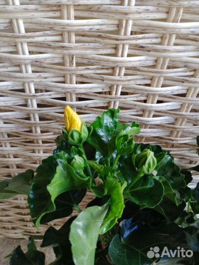 Гибискусы сортовые