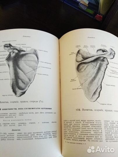 Синельников.Атлас Анатомии Человека том 1 1946 год