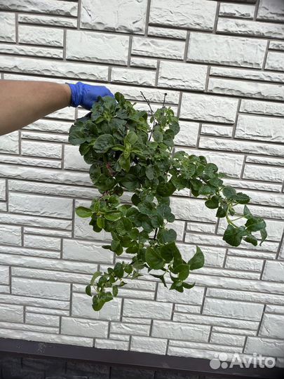 Гортензия черешковая (вьющаяся)