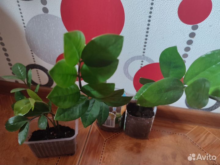 Замиокулькас