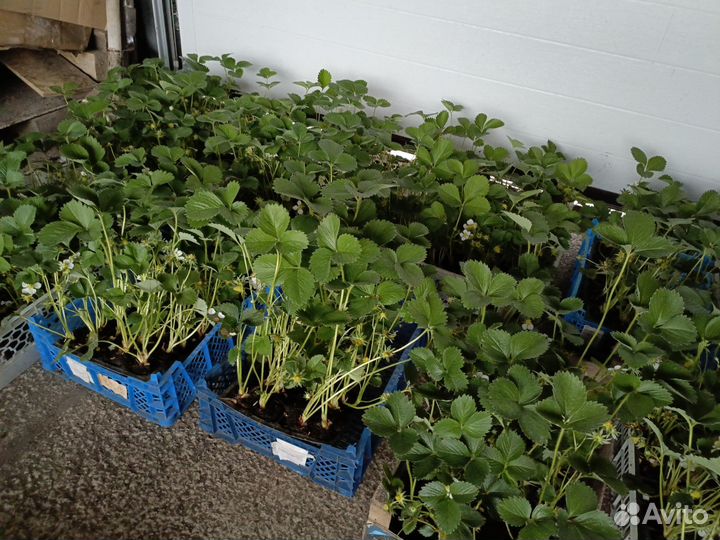 Рассада клубники (32 сорта )