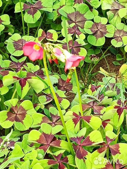 Многолетние цветы для сада2