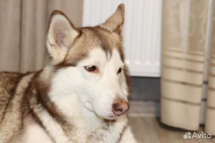 Привязали и оставили