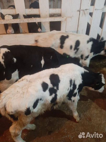 Телята, бычки, телки, крс