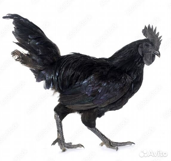 Петух ухейилюй