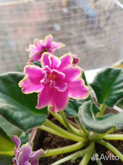 Фиалки цветущие в горшке