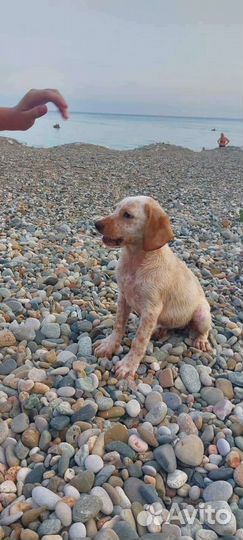 Маленькая собака в добрые руки