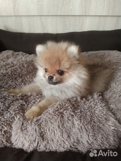 Щенки шпица