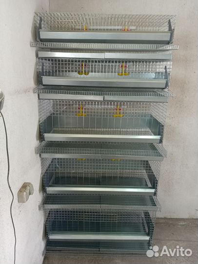 Клетки для перепелов