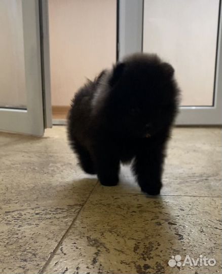 Щенки шпица mini и микро