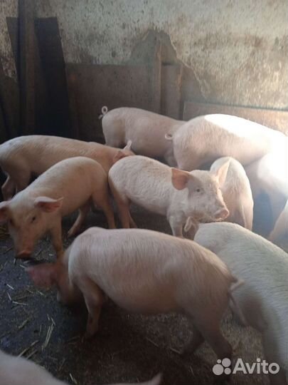 Продаются поросята цена договорная
