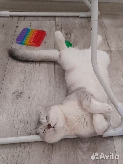 Британский кот на вязку