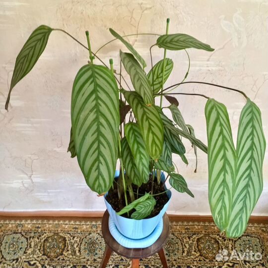 Калатея (Calathea) и Диффенбахия (Dieffenbachia)