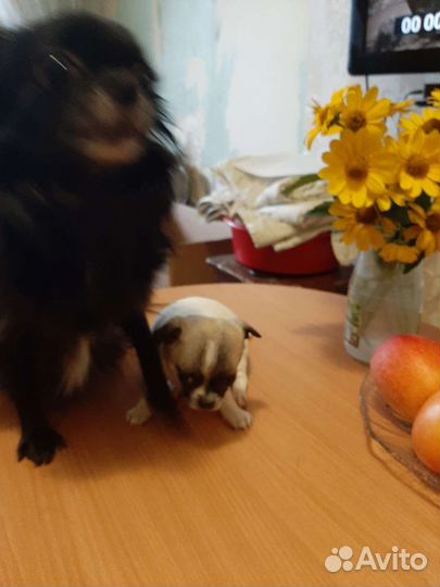 Щенки чихуахуа мини