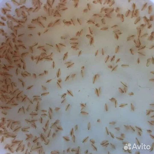 Дафния, Гамарус, Водяные ослики, Остракоды