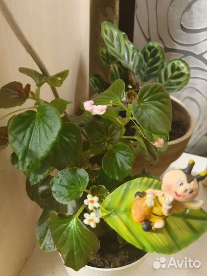 Калатеи, бегонии, маранты, пеперомия и комнатные