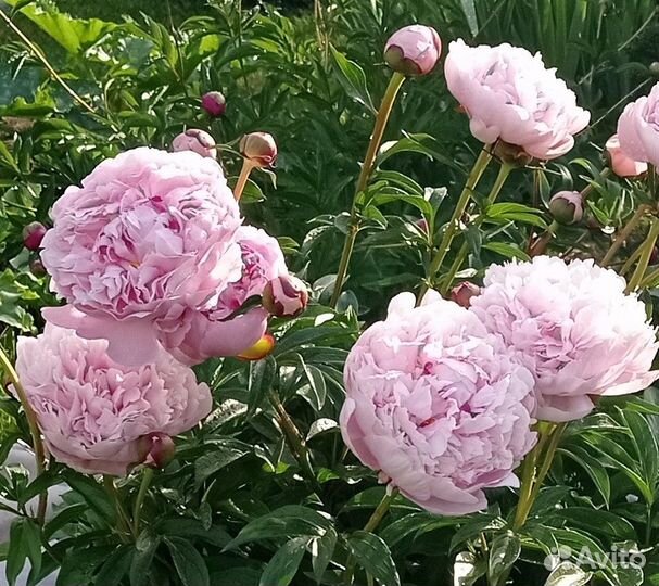 Корни пиона Сара Бернар и другие