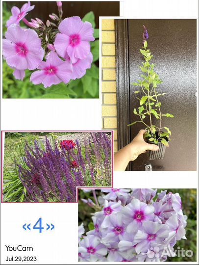 Многолетники