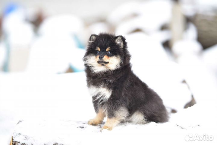 Померанский шпиц девочка