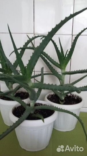 Алоэ древовидное (столетник)