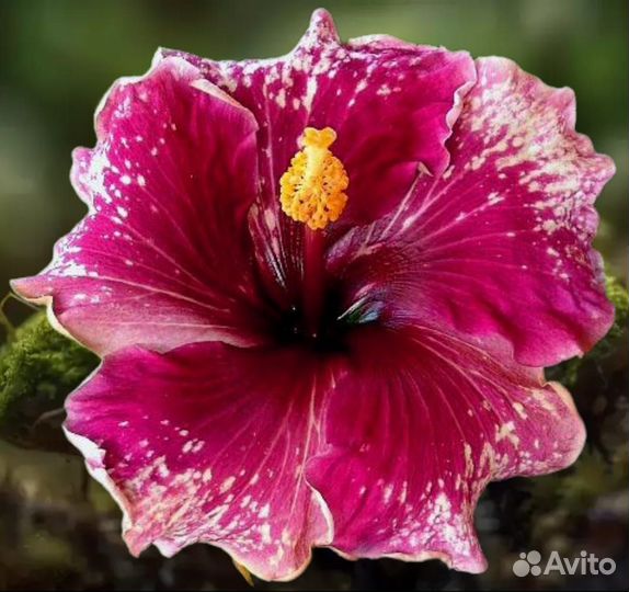 Гибискус purple majesty