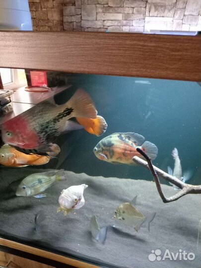 Астронотусы