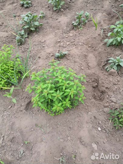 Саженцы спиреи японской