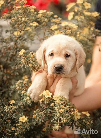 Щенки лабрадора