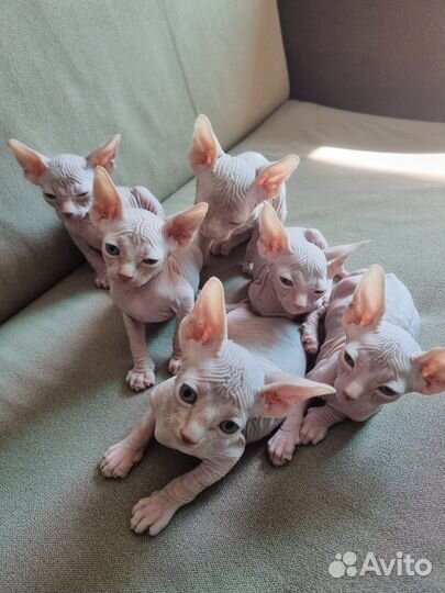 Канадский сфинкс котенок