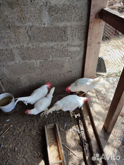 Молодые петухи