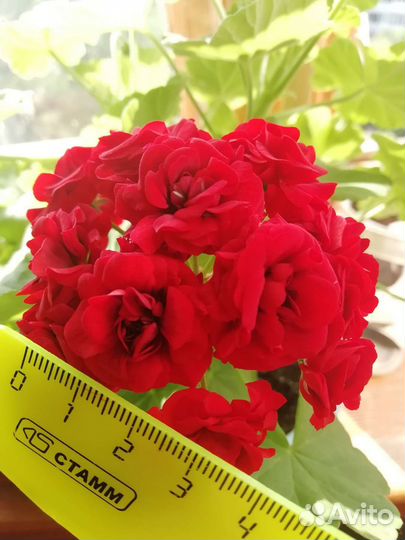 Розебудная пеларгония герань алая