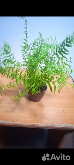 Редкие комнатные цветы